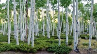 Hutan berumur sekitar 80.000 tahun. Negara bagian Utah memiliki hutan yang terdiri dari hampir 50.000 pohon aspen. Seluruh hutan hanya ditumbuhi tumbuhan populus tremuloides yang identik secara genetik dan memiliki sistem akar tunggal.