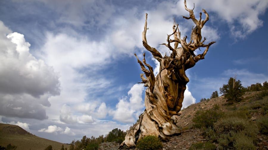 Methuselah, pohon pinus bristlecone di Pegunungan Putih California