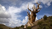 Pohon tunggal berumur 5.000 tahun. Methuselah, pohon pinus bristlecone di Pegunungan Putih California. Inilah organisme non-kloning tertua di Bumi.
