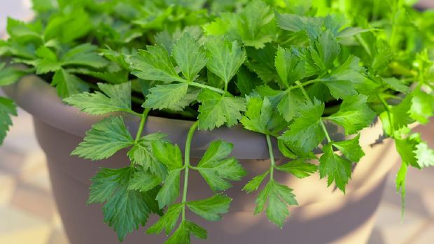 Fresh homegrown celery in home garden pot