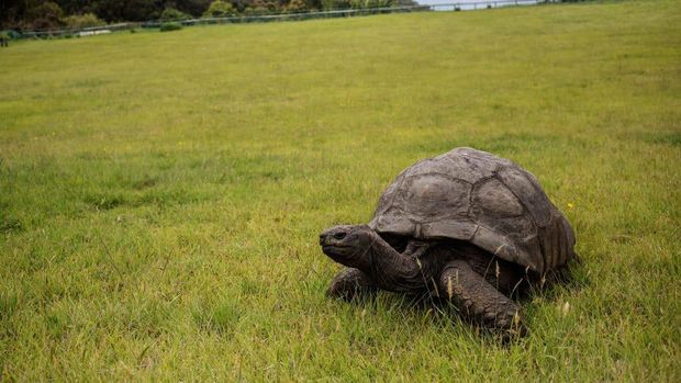 Jonathan, kura-kura di Pulau St. Helena