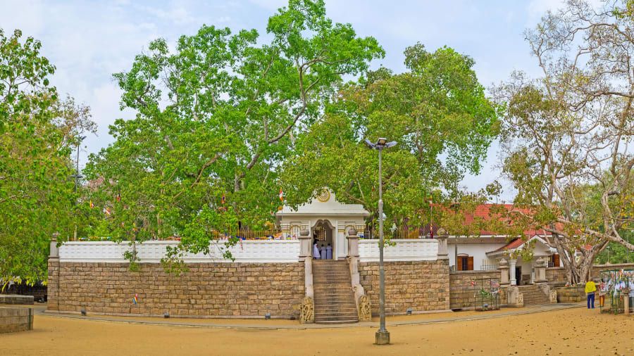 Pohon tin atau ara atau pohon Jaya Sri Maha Bodhi