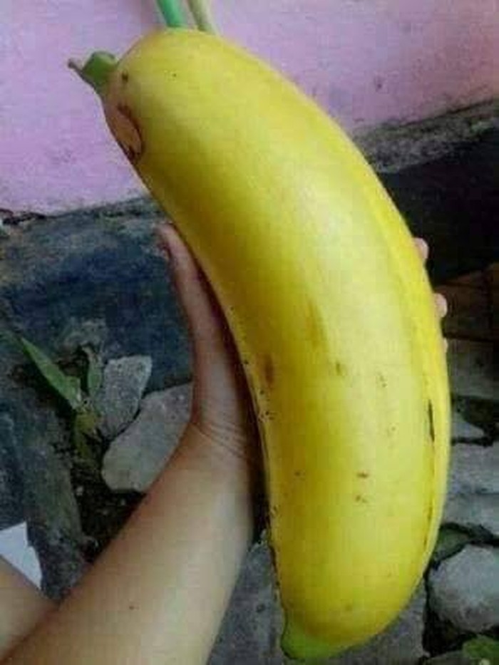 musa ingens pisang terbesar