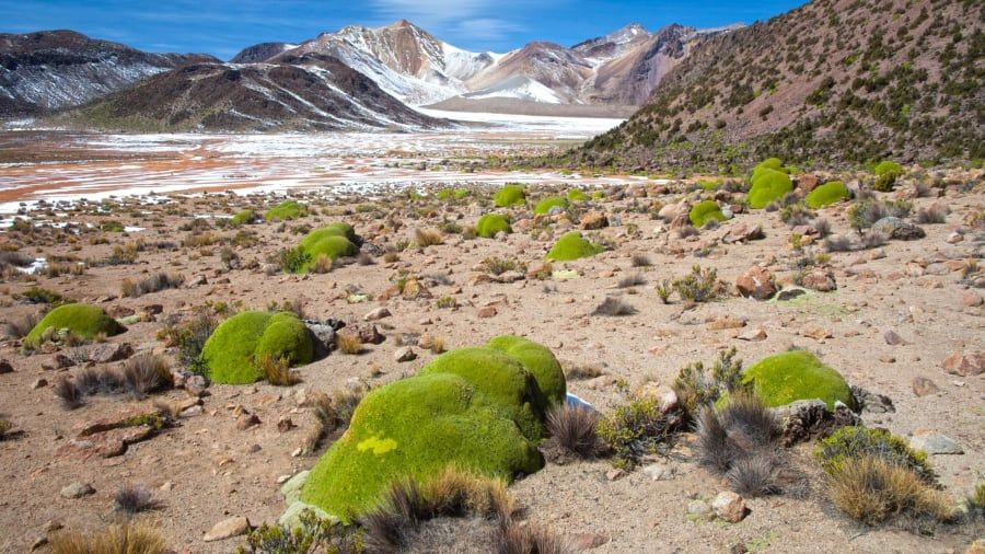 Yareta atau llareta di Pegunungan Andes