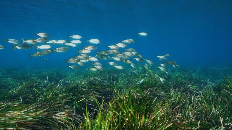 Padang rumput laut, posidonia oceanica di Pulau Formentera, Spanyol