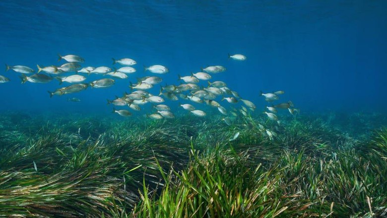 Padang rumput laut, posidonia oceanica Padang rumput laut, posidonia oceanica di Pulau Formentera, Spanyol