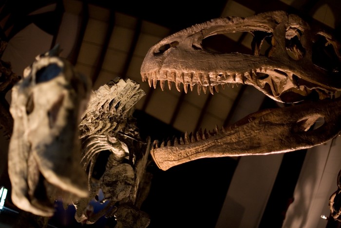 kerangka dinosaurus