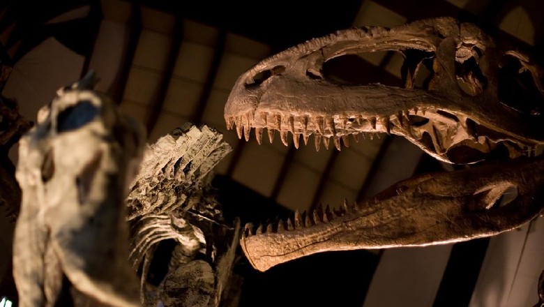 kerangka dinosaurus kerangka dinosaurus