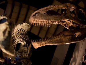 Nekat Bobol Museum, Ternyata Pria Ini Mau Selfie dengan Dinosaurus