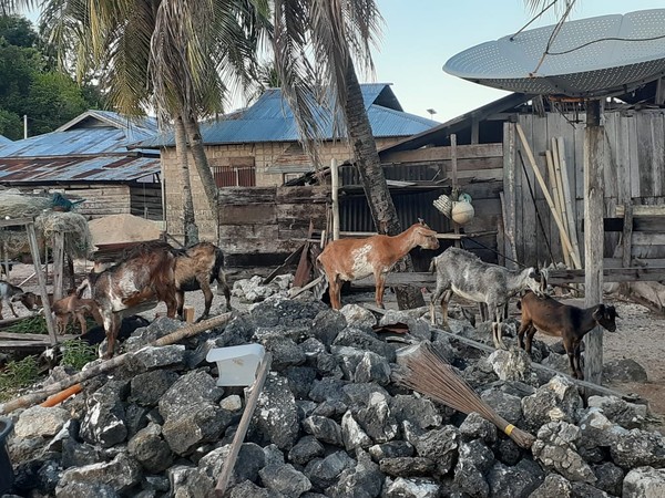 Bisa dibilang semua warga di sini punya kambing. Kambing mereka dilepas dan dibiarkan untuk mencari makan sendiri. (dok Istimewa/Hari Suroto) Bisa dibilang semua warga di sini punya kambing. Kambing mereka dilepas dan dibiarkan untuk mencari makan sendiri. (dok Istimewa/Hari Suroto)