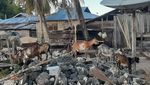 Potret Pulau yang Punya Kambing Lebih Banyak dari Manusia