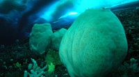 Spons Antartika sekitar 15.000 tahun. Bernama anoxycalyx joubini, ini adalah gumpalan putih yang menyerupai tong bir raksasa atau gunung berapi mini. Keberadaan mereka jadi penghias perairan dingin di sekitar McMurdo Sound. Perkiraan usia mereka didasarkan pada ukuran spons, yang hanya tumbuh sedikit setiap tahun.