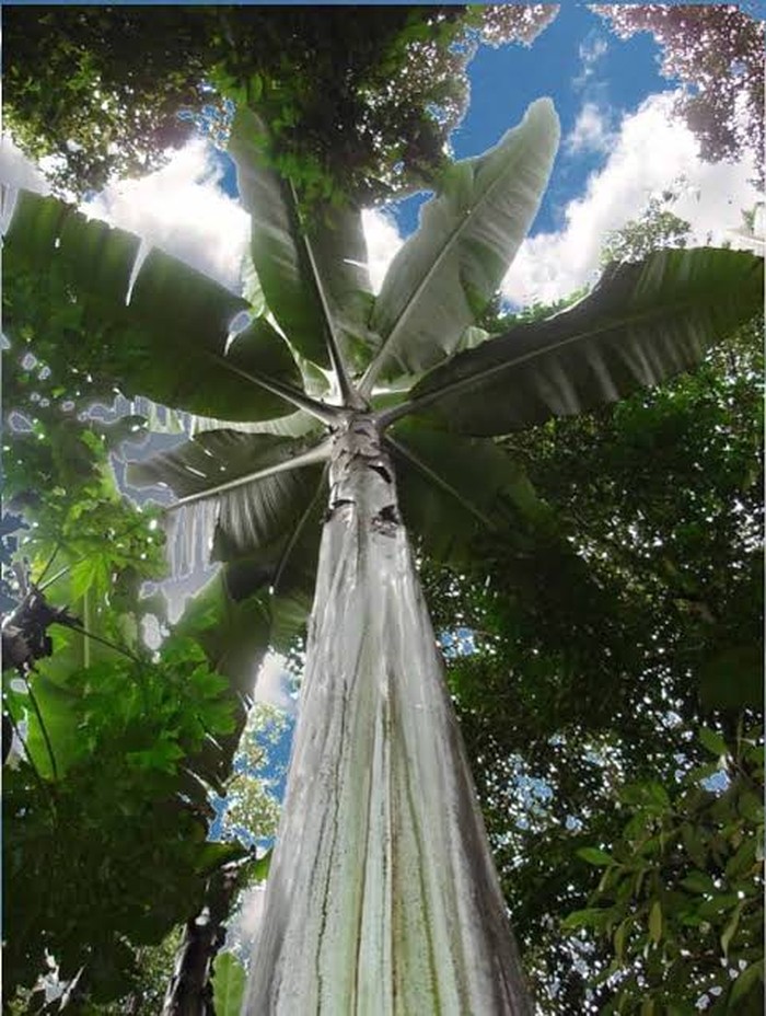 musa ingens pisang terbesar