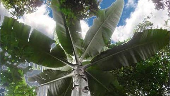 Musa Ingens, Pisang Terbesar di Dunia yang Tumbuh di Papua