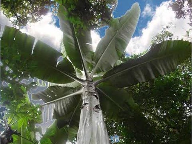 Musa Ingens, Pisang Terbesar di Dunia yang Tumbuh di Papua