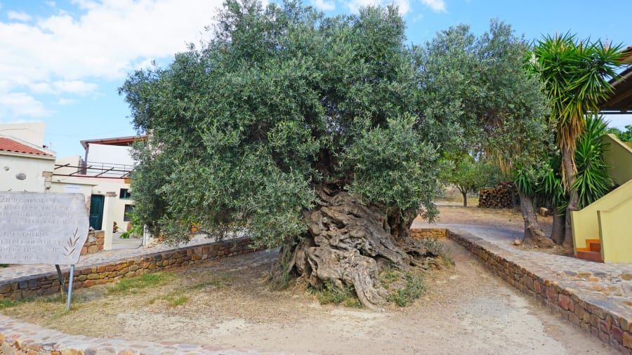Pohon zaitun di Pulau Crete