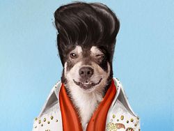 Emesh! Anjing-Kucing Disulap Jadi Bob Marley Sampai Michael Jackson