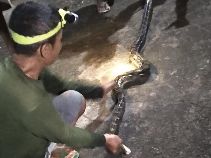 Warga di Klaten menemukan ular piton saat ronda, Kamis (21/5/2020).