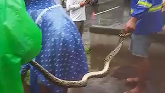 Ular yang melilit remaja di Bali.