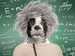 Emesh! Anjing-Kucing Disulap Jadi Bob Marley Sampai Michael Jackson