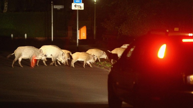 Babi di Berlin BERLIN - AUGUST 19: A car slows to avod hitting a herd of wild pigs,which one eyewitness reported numbered 26 animals, on the edge of a public park in Zehlendorf district on August 19, 2008 in Berlin, Germany.Wild pigs are becoming an ever-more common site on the outskirts of Berlin, and have become notorious for digging up residences gardens. Some local authorities would like to hire hunters to kill the animals, though they also fear the image problems that might ensue. (Photo by Sean Gallup/Getty Images)
