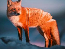 Photoshop Hewan Jejadian yang Menggelikan