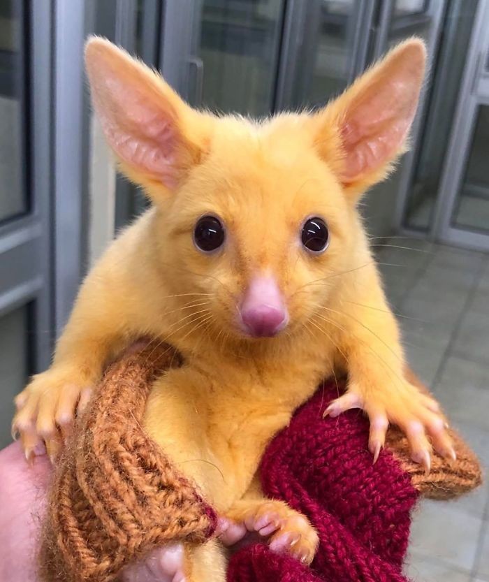 possum keemasan