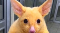 Australian Veterinary Clinic menyelamatkan seekor possum langka. Hewan imut ini terlihat langka karena warnanya yang tidak biasa, keemasan. (Boronia Veterinary Clinic And Animal Hospital/Facebook)