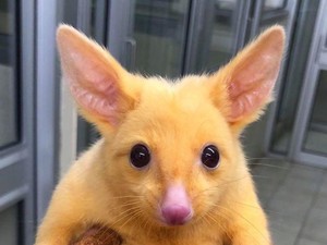 Inikah Pikachu Dunia Nyata?