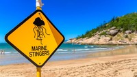 Untuk itu beberapa pantai di Australia punya papan tanda Marine Stingers. Tak cuma Australia, beberapa negara seperti Jepang, Amerika Serikat dan Eropa pun sering ditemukan adanya Irukandji. (Getty Images/iStockphoto)