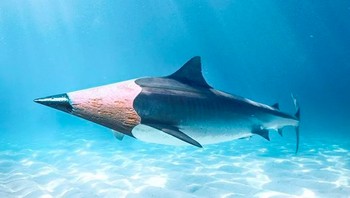 Kepala hiu sudah diraut hingga tajam. Foto: Instagram @ronnaldong via BrainBerries