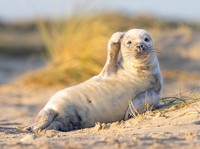 Comedy Wildlife Photography Awards 2020