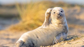 Kontes ini sudah masuk tahun ke-6 penyelenggaraannya. (Foto: Comedy Wildlife Photography Awards)