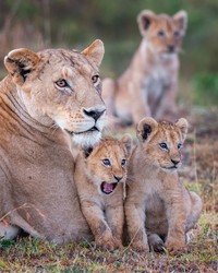 Comedy Wildlife Photography Awards 2020