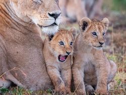 Potret Kocak dan Konyol Finalis Foto Komedi Hewan