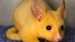 Foto: Pikachu di Dunia Nyata