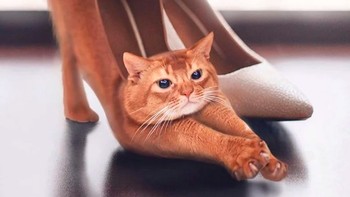 Kalau ada sepatu kaya gini, pencinta kucing pasti gemas. Foto: Instagram @ronnaldong via BrainBerries