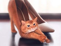 Photoshop Hewan Jejadian yang Menggelikan