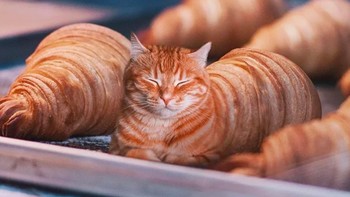 Kucing di antara croissant. Foto: Instagram @ronnaldong via BrainBerries