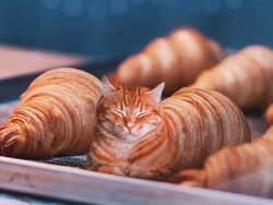 Photoshop Hewan Jejadian yang Menggelikan