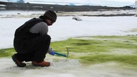 Para peneliti menyebutnya sebagai salju hijau. Mereka mengungkapkan bahwa ganggang hijau ini dapat menyerap karbon CO2 lebih banyak. (AFP/Matt Davey)