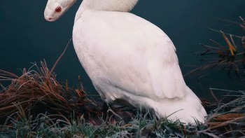 Bebek berkepala ular. Foto: Instagram @ronnaldong via BrainBerries