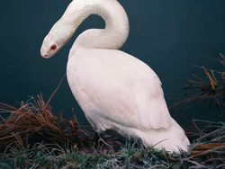 Photoshop Hewan Jejadian yang Menggelikan