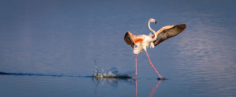 Comedy Wildlife Photography Awards 2020