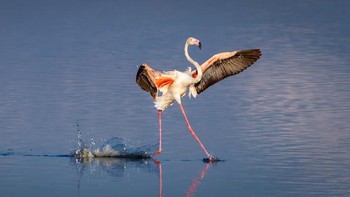 (Foto: Comedy Wildlife Photography Awards)