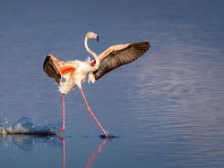 Potret Kocak dan Konyol Finalis Foto Komedi Hewan