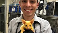 Warna keemasan ini terbentuk karena mutasi yang menyebabkan tingkat melanin pigmen yang rendah, hingga warna bulunya tak berubah normal. Pigmen yang sama juga ada pada manusia untuk warna mata, rambut dan kulit manusia lho.  (sreinisch/Instagram)