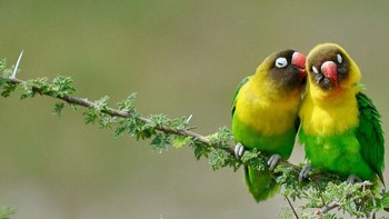 Yakni untuk mempromosikan konservasi satwa liar dan habitatnya melalui potret lucu dan riang serta pesan positif. (Foto: Comedy Wildlife Photography Awards)