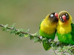 Potret Kocak dan Konyol Finalis Foto Komedi Hewan