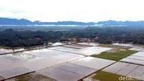 Puluhan Hektare Sawah Terendam Banjir, Petani Mateng Minta Irigasi